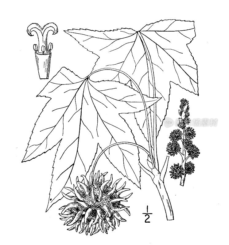 古植物学植物插图:枫香、甜胶、鳄鱼树