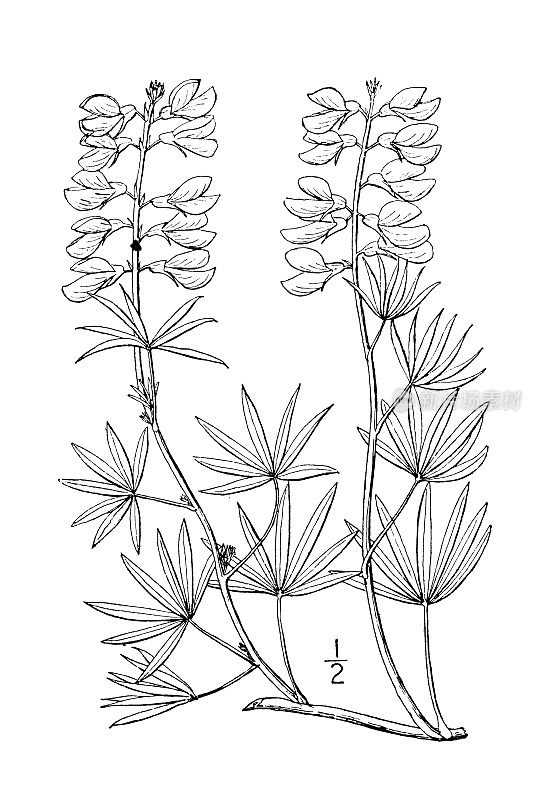 古植物学植物插图:银羽扇豆，银色羽扇豆