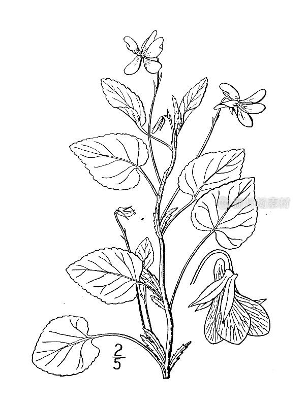 古植物学植物插图:条纹堇菜，条纹堇菜