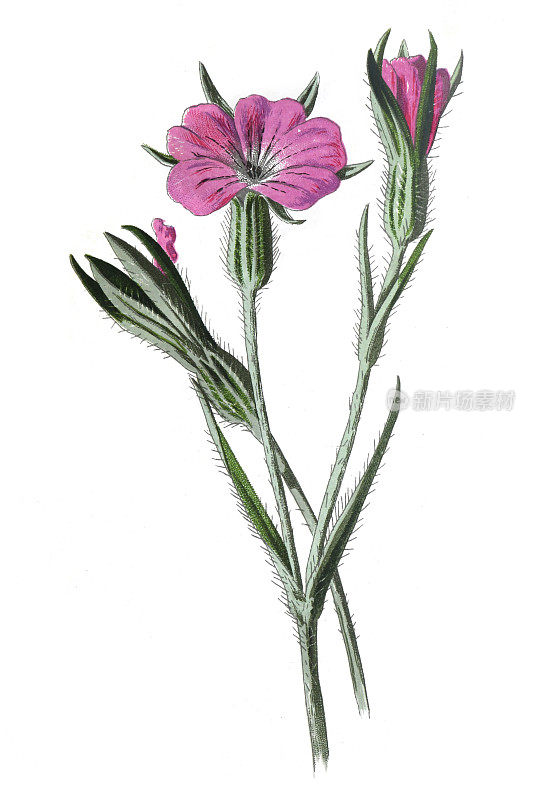 玉米小舟花。或(石竹草属植物，是一种珍稀花。)古董手绘田野花卉插图。古董花。野花插图。19世纪。