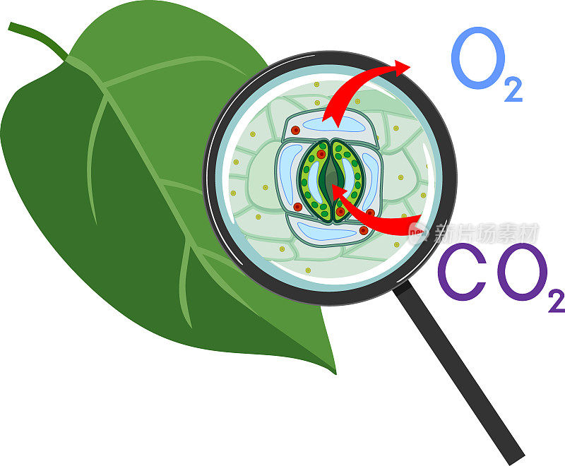 白色背景下放大镜下绿色叶片的植物呼吸和气孔复合体图