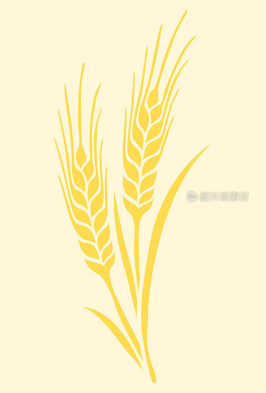 小麦穗和燕麦穗轴黄金在黄色背景向量
