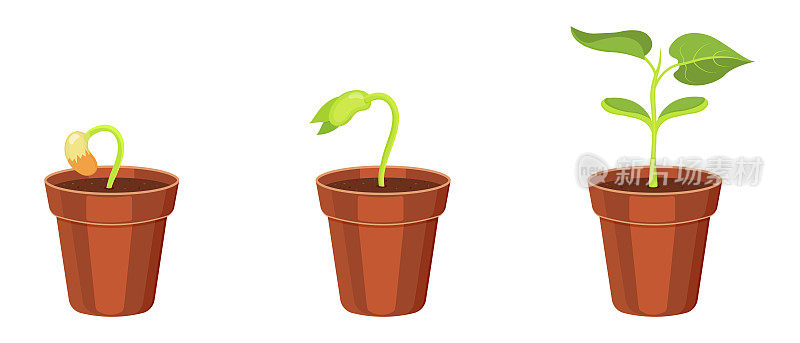 盆栽种植从种子开始发芽。大豆子叶的生长。植物幼苗的矢量插图。