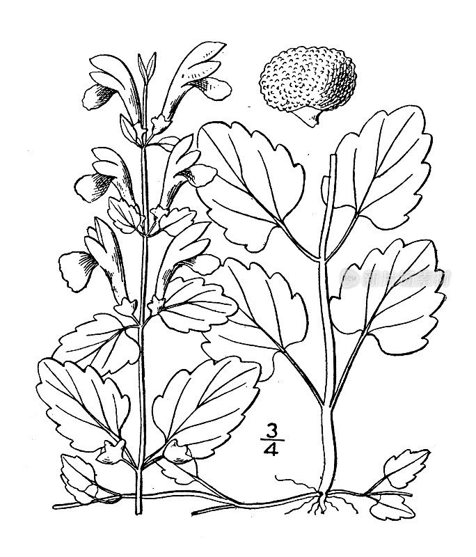 古植物学植物插图:黄芩、黄芩