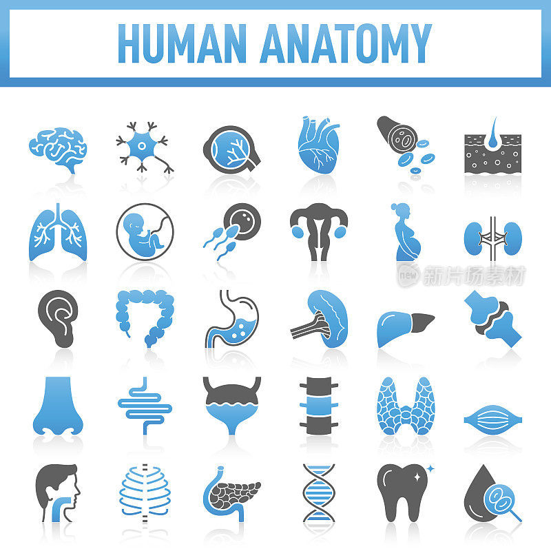 现代人体解剖学图标收藏。该套包含图标:内脏器官，人体内脏器官，医疗和医学，解剖学，肺，心脏-内脏器官，人体，肝脏-器官，胃，肌肉，子宫，胎儿