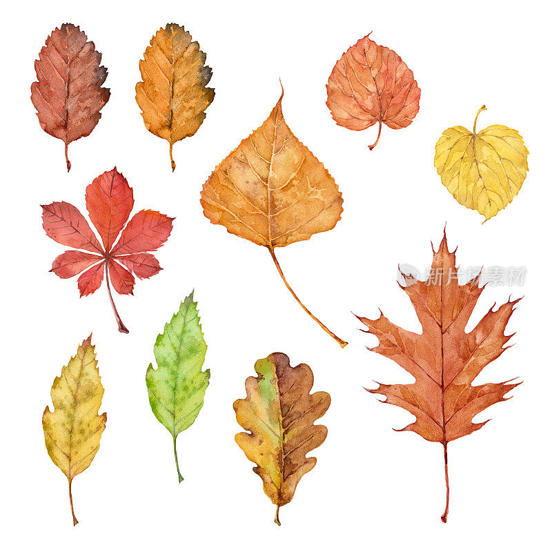 秋季水彩画集黄、橙、红、绿的树叶。手绘的贺卡，请柬和室内装饰。孤立的插图