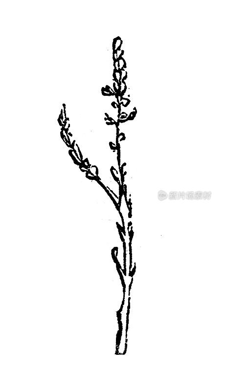 古玩雕刻插图:Orobanche