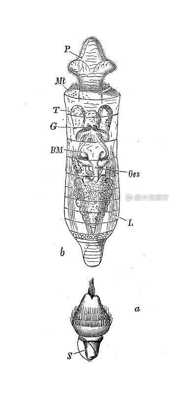 仿古生物动物学图像:牙齿科幼虫