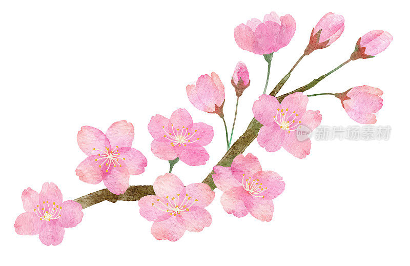手绘水彩画樱花和树枝部分