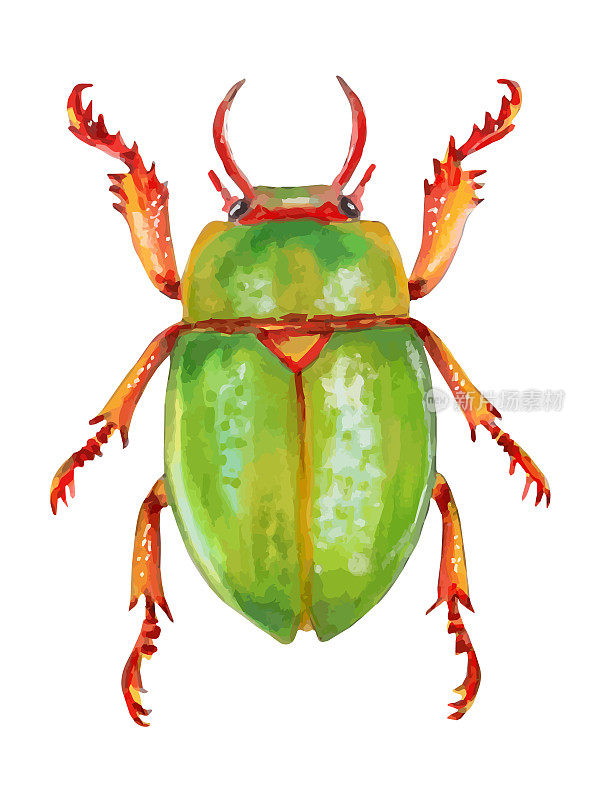 绿色发光的甲虫。昆虫。昆虫学。昆虫学对昆虫的研究剪出剪贴画元素的设计。