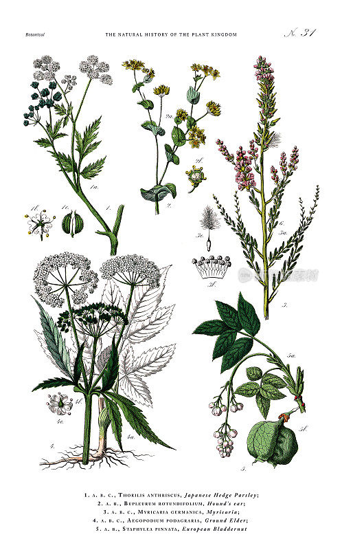 古董植物雕刻，植物王国的历史，维多利亚植物插图，盘子31，大约1853年