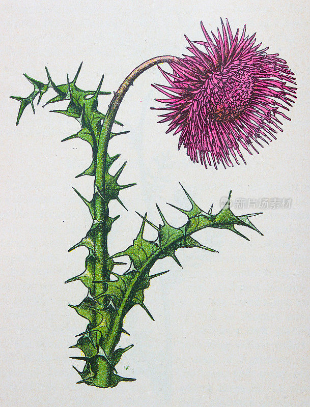 古董植物学插图:麝香蓟，胡桃