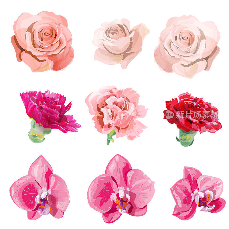 一套粉红色，红色的花和花蕾特写;玫瑰，康乃馨，蝴蝶兰白色背景，数字绘制逼真的插画在水彩风格，收集设计，向量