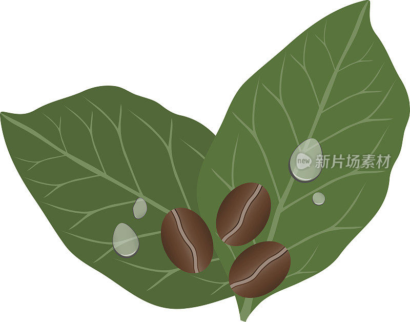 咖啡豆和树叶。咖啡，滴在树叶上