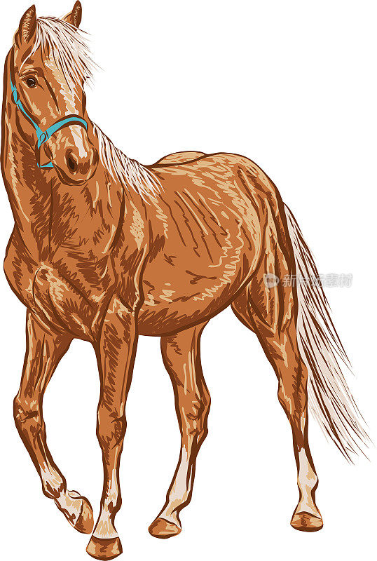 这是一匹年轻的马的素描。