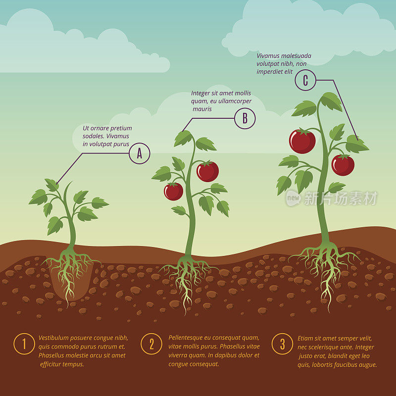 番茄生长和种植阶段平面矢量图