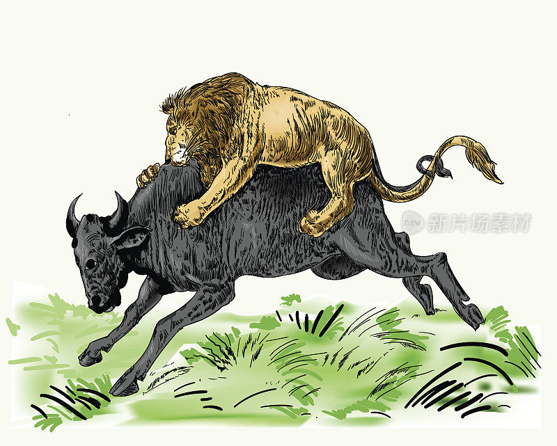 狮子攻击野牛