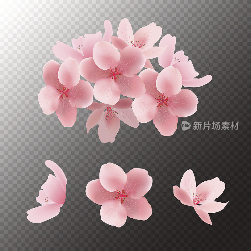 向量粉红色樱花盛开的花孤立在透明的背景。