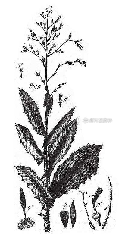 有毒的莴苣，带树脂或乳白色汁液的植物雕刻古董插图，1851年出版