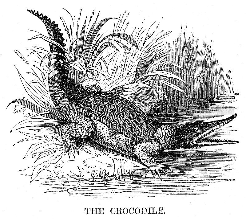 鳄鱼雕刻1869