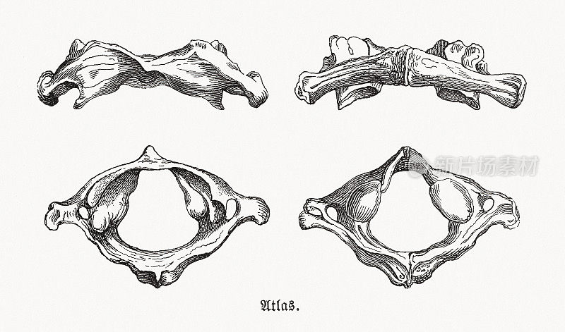 阿特拉斯，人类的第一个颈椎，木刻，1893年出版