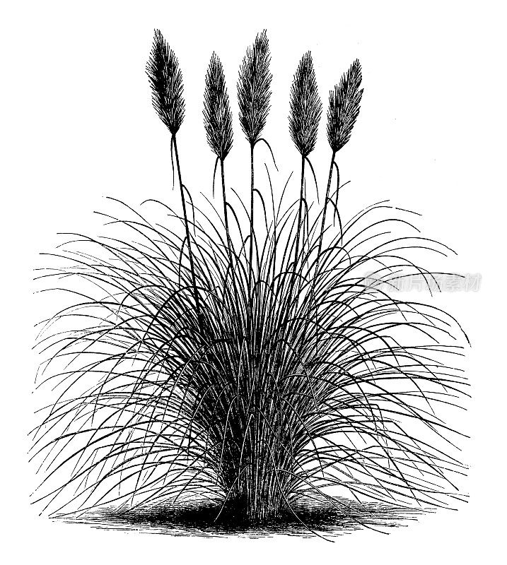 古植物学插图:车轴草，潘帕斯草，银蕊