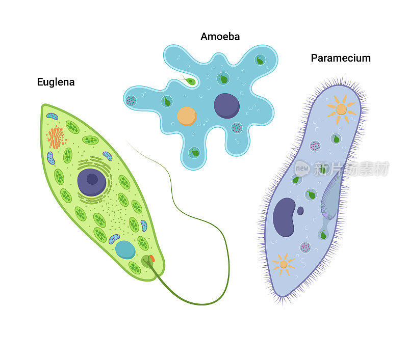 单细胞生物的载体说明。变形阿米巴、尾草履虫和绿毛蜂。原生动物