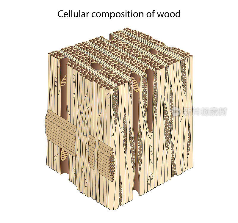 木细胞的组成和结构