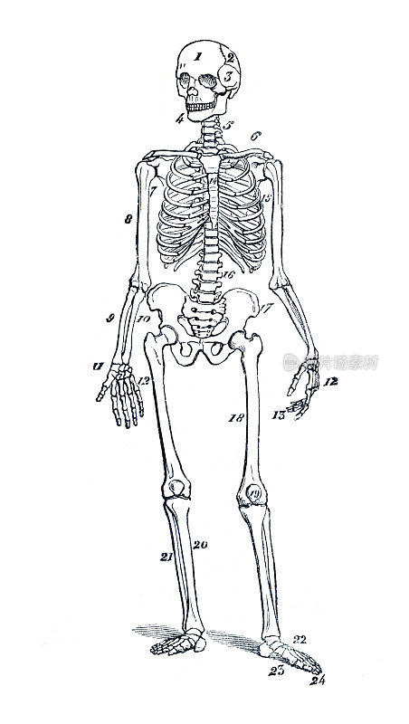 人体骨骼站立插图1886