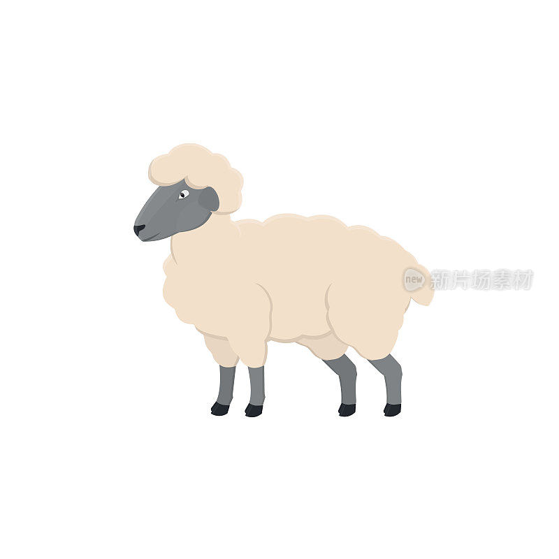 羊。动物羊