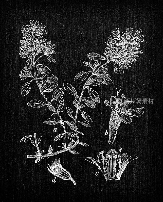 植物学植物古董雕刻插图:百里香(百里香、野生百里香或匍匐百里香)