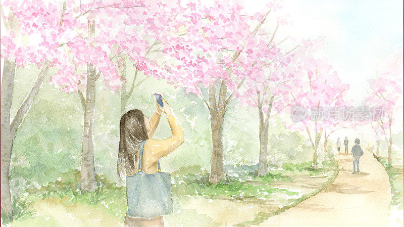 水彩画一名女子用手机拍摄樱花