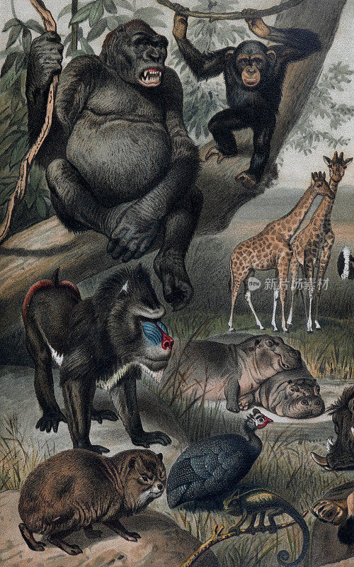 复古野生动物收藏与猿，大猩猩，长颈鹿，鹿野生动物。热带环境中的野生动物插图。手绘。