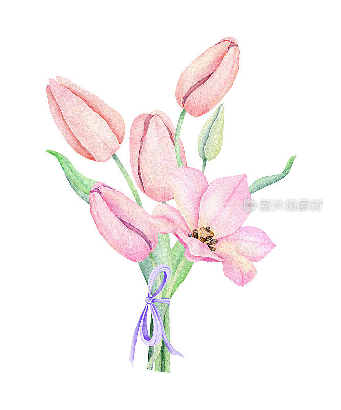 水彩粉红色的郁金香。Spting花孤立在白色背景上。