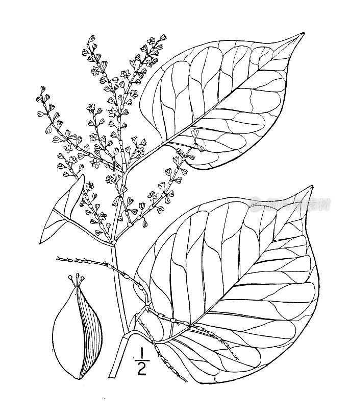 古植物学植物插图:竹蓼，日本knotwed