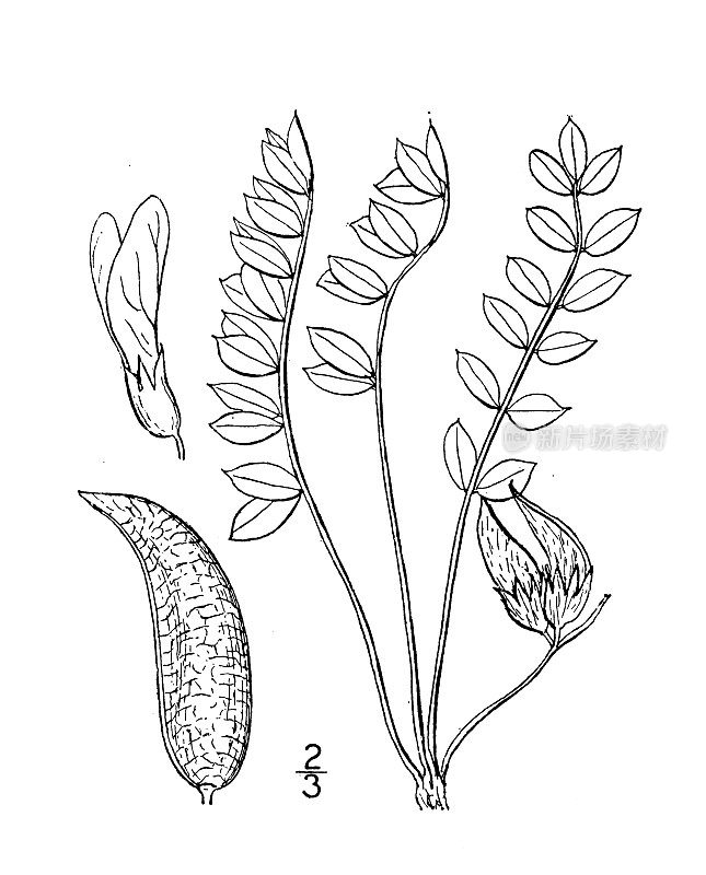 古植物学植物插图:黄芪、黄芪