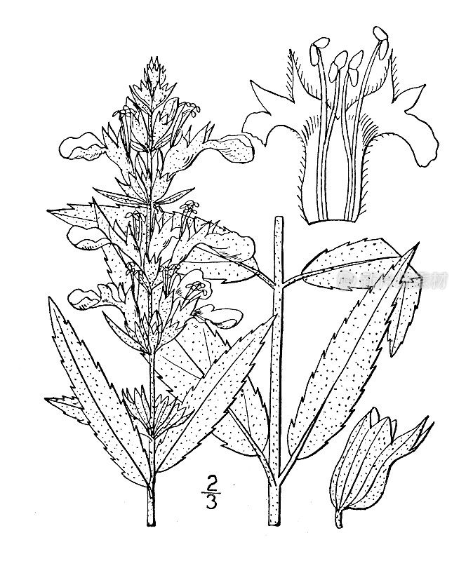 古植物学植物插图:加拿大蕨、美国德国蕨、木鼠尾草