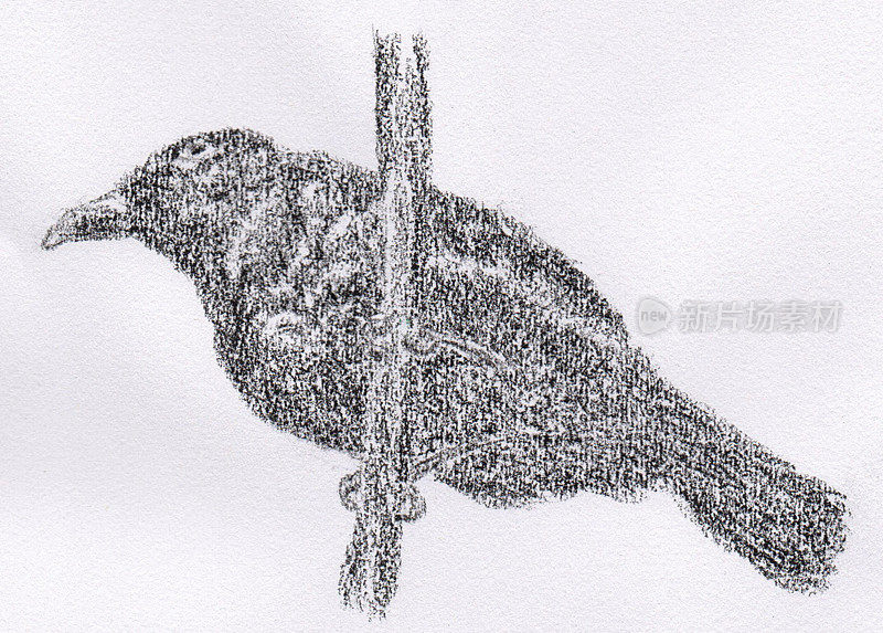 澳大利亚本土鸟，雄性园丁鸟的插图