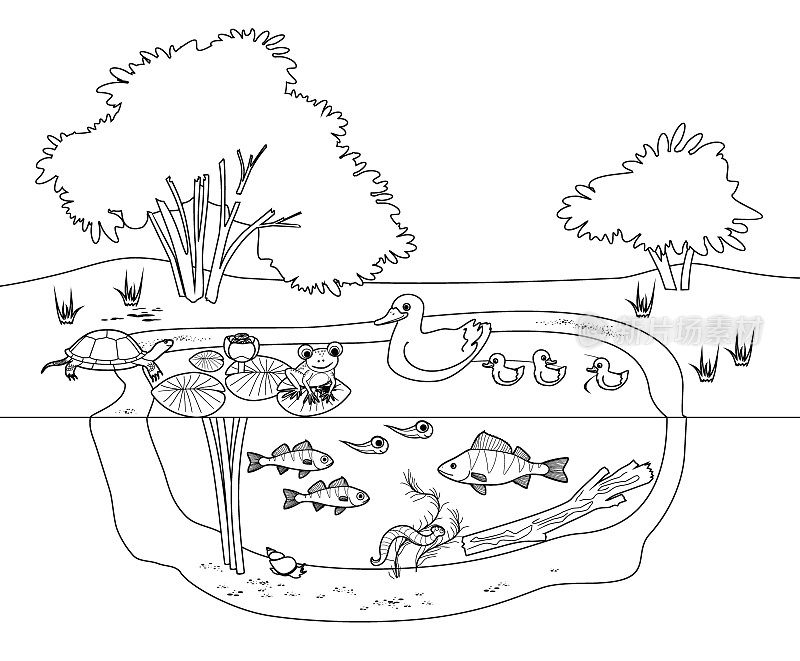 以百合花池生态系统、鸭带鸭、龟、蛙、鱼为主题的彩绘页面