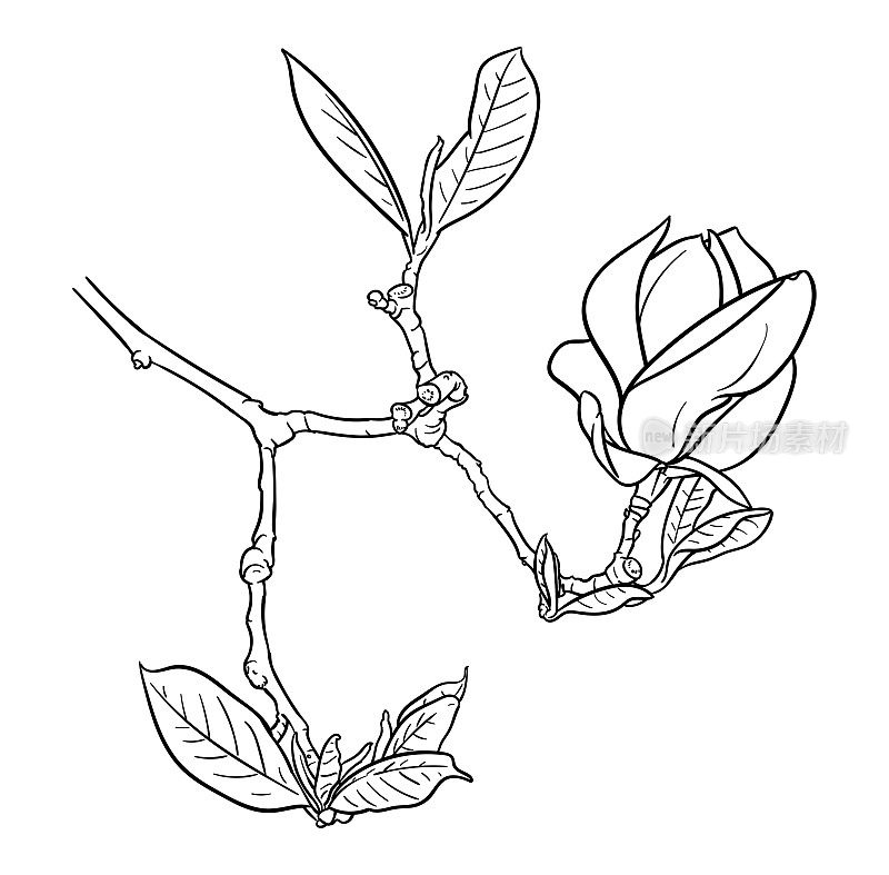 矢量绘制的一个花和枝玉兰花