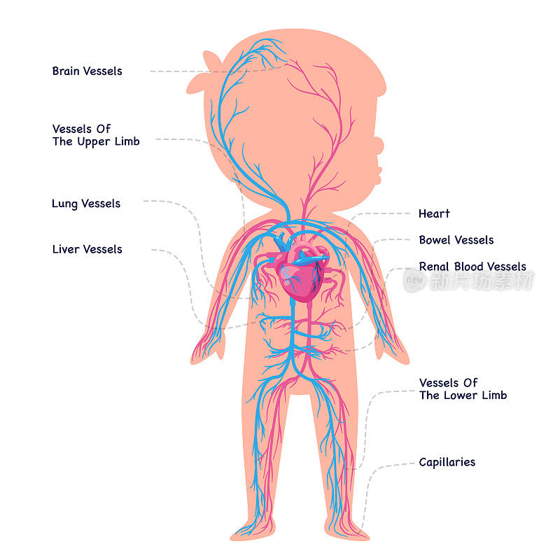 血管、心脏循环系统、心血管内脏器官解剖图解