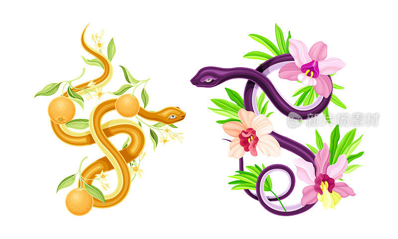 优雅的蛇盘绕美丽的盛开的兰花和橘果小枝矢量集