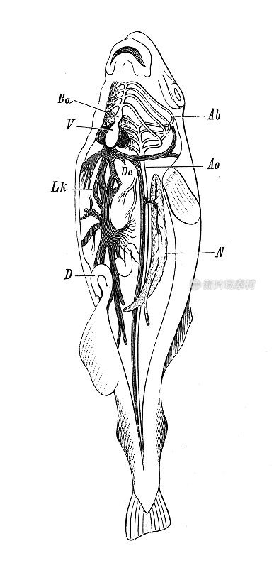 古代生物动物学图像:硬骨鱼的循环器官