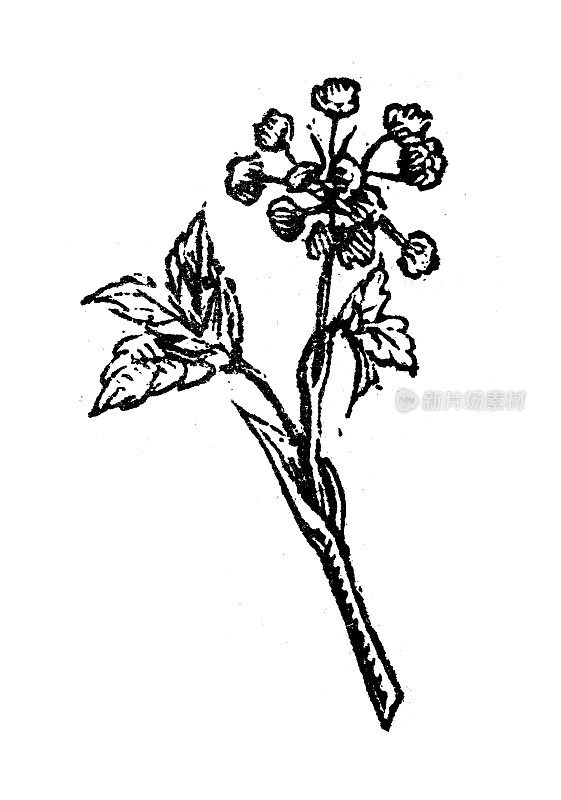 古玩雕刻插图:欧冠菊，紫草