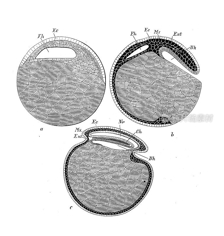 古代生物动物学图像:脊椎动物胚胎发育