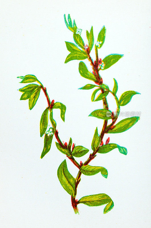 野生花卉的古董植物学插图:结草，扁蓼