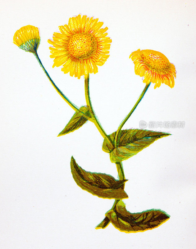 野生花卉的古董植物学插图:常见的跳蚤-克星，普利卡