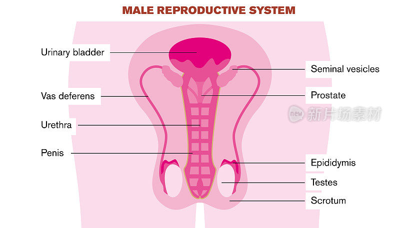 男性生殖系统