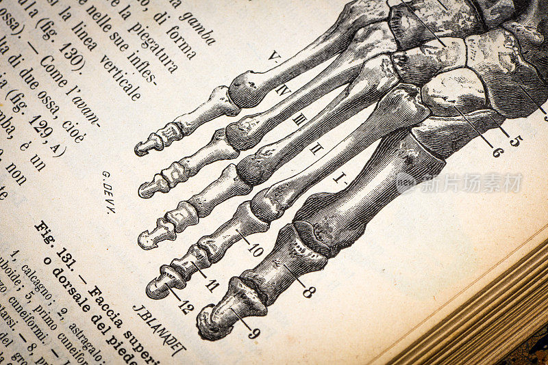 古董医学科学插图高分辨率:足骨
