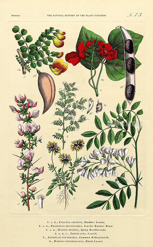 观赏和开花植物，植物王国，维多利亚植物插图，大约1853年